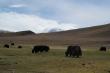 Яки в Монгольском Алтае