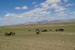 Монгольские лошадки. С травой здесь не как в России