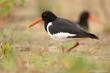 - (Haematopus ostralegus)