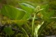  Белокрыльник болотный (Calla palustris)