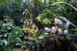    -   (Singapore Botanic Garden)