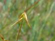  , Carex pauciflora Lightf