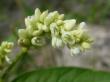  , Persicaria hydropiper (L.) Delarbre