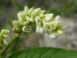  , Persicaria hydropiper (L.) Delarbre