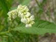  , Persicaria hydropiper (L.) Delarbre.  2