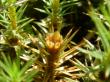   , Polytrichum commune Hedw.