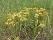  , Helichrysum arenarium (L.) Moench