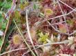  , Drosera rotundifolia L.