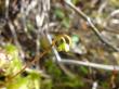  , Drosera rotundifolia L.,  5