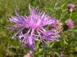  , Centaurea jacea L.