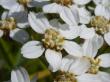  , Achillea ptarmica L.,  3