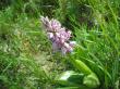  , Orchis militaris L.