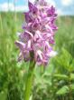  , Orchis militaris L.,  3