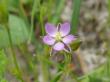  , Gypsophyla muralis L.