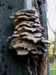 ¸ , Pleurotus ostreatus (Jacq.) P.Kumm.