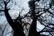 "Большая сосна" (дерево - великан в д. Копосово, Городецкий район), фото 2