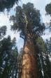    (General Sherman Tree)