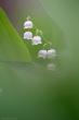   (Convallaria majalis l.)