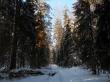 Зимой в лесу дремучем