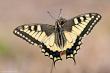  (Papilio machaon)   2010 .