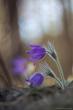   - (Pulsatilla patens)