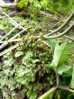   - Marchantia polymorpha L.    