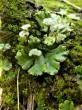   - Marchantia polymorpha L.    