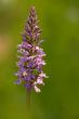   (Orchis maculata)