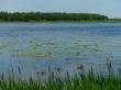 Кувшинки на озере Толоконцевское. Фото 3