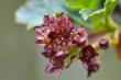 Смородина разнощетинковая (цветки)