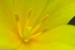 Тюльпан тяньшанский (цветок крупным планом)