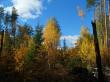 Осень в лесу. Фото 2