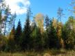 Осень в лесу. Фото 3