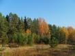 Осенний лес. Фото 2