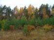 На лесной опушке осень... Фото 1