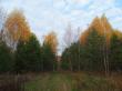 На лесной опушке осень... Фото 2