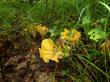  , Cantharellus cibarius Fr.