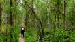 Молодой алтайский лес: лиственницы,кедры...