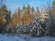 По зимнему лесу... Фото 2