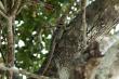 Мадагаскарская игуана