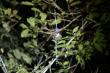 В национальном парке Mahay Mitia Ala. через пару секунд этот паук поймает цикаду привлеченную светом наших фонариков см. след. фото