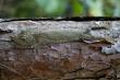    .   . Uroplatus phantasticus -   
