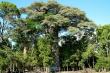 Еще один из шести видов Мадагаскарских баобабов - почитаемое и очень толстое дерево - возраст 1500 лет 