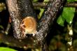 Самый маленький примат - один из видов мышиного лемура
