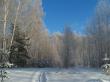 В лес уводит вновь лыжня. Фото 2