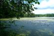 Озеро Боровое летом зарастает ряской