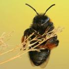 Пчела земляная Andrena clarkella