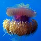 Медуза цветная капуста