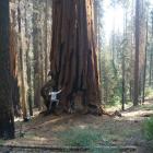    (Sequoia National Park)